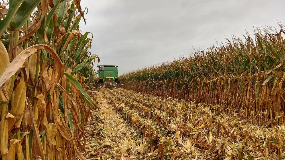Corn harvest in a field